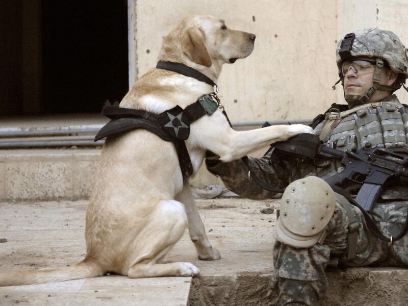Soldier with Military Dog — Tan