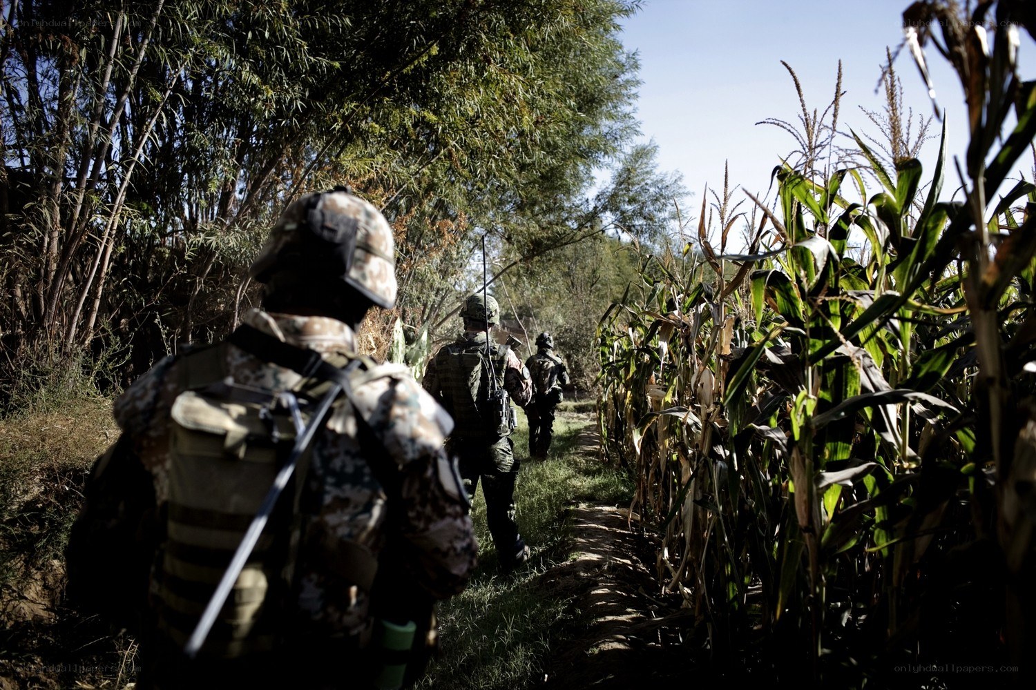 Soldiers in a cornfield
