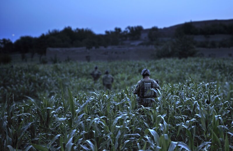 Soldiers in a cornfield at dusk