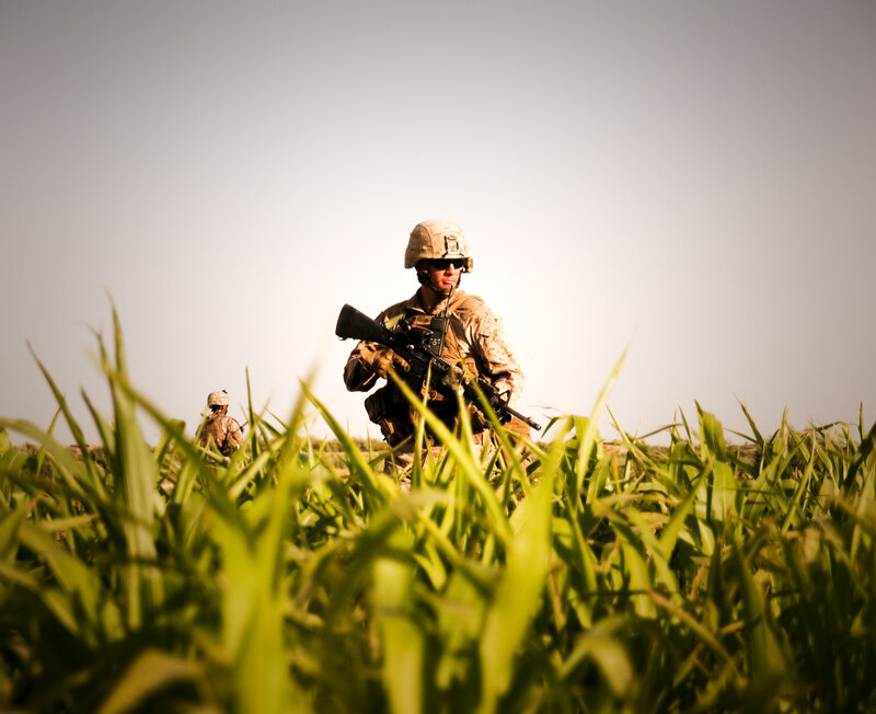 Soldiers in a cornfield