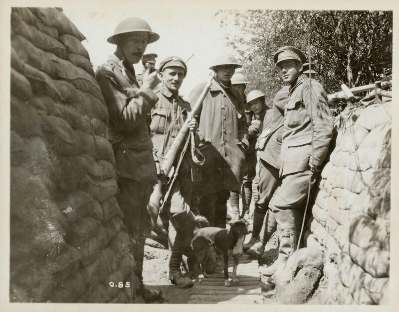 Soldiers in a trench with dog