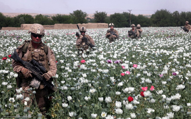 Soldiers in poppy field