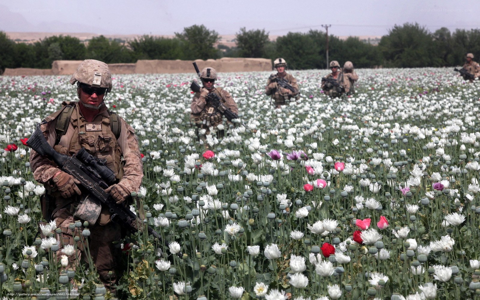 Soldiers in poppy field
