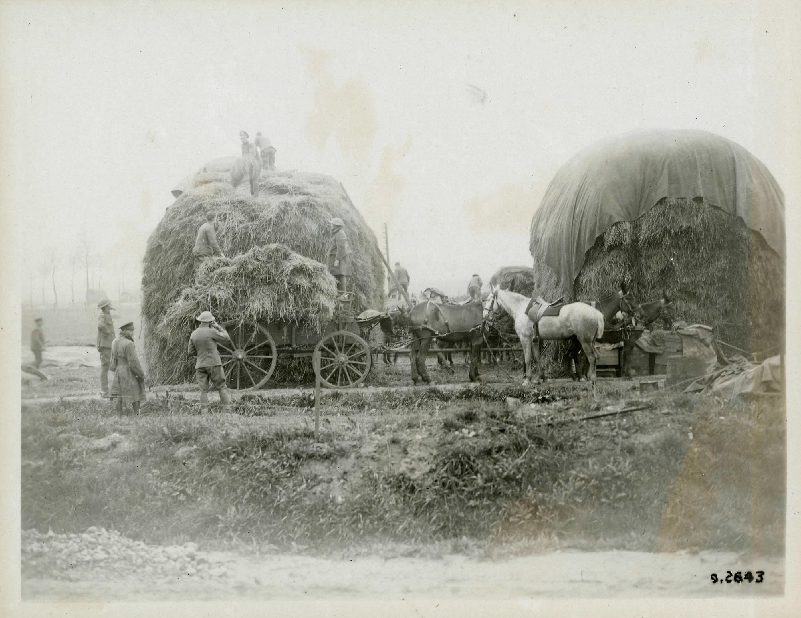 Soldiers loading hay onto wagons