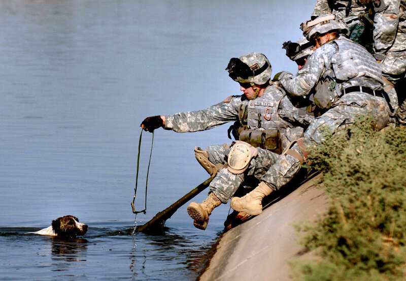 Soldiers training with a water rescue dog