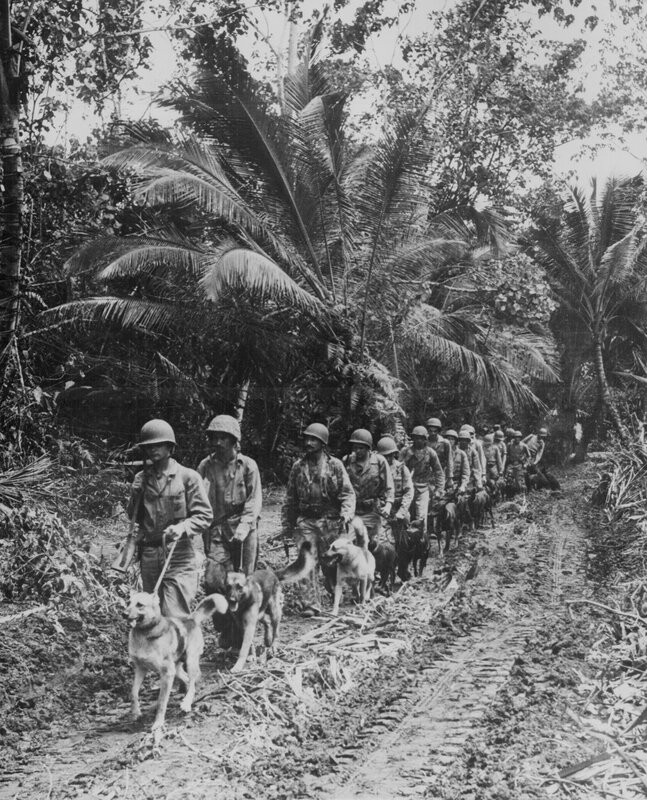 Soldiers with dogs in jungle