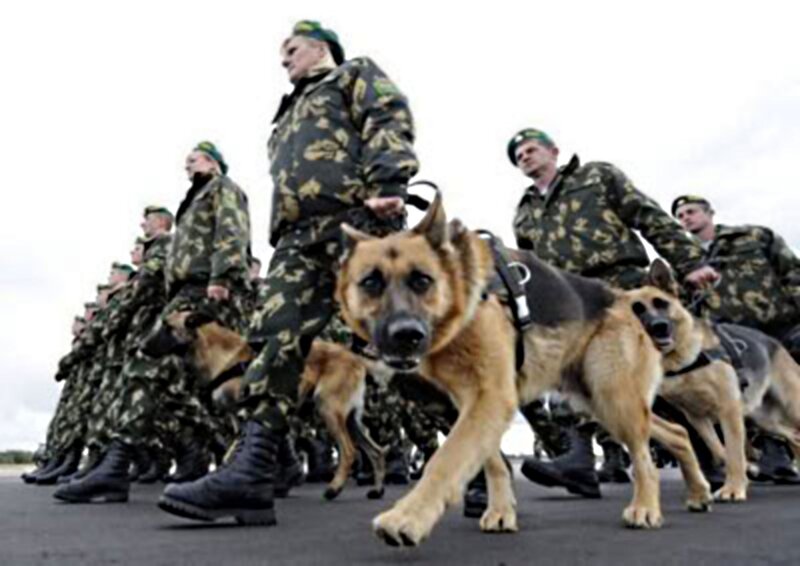 Soldiers with Military Dogs — Green