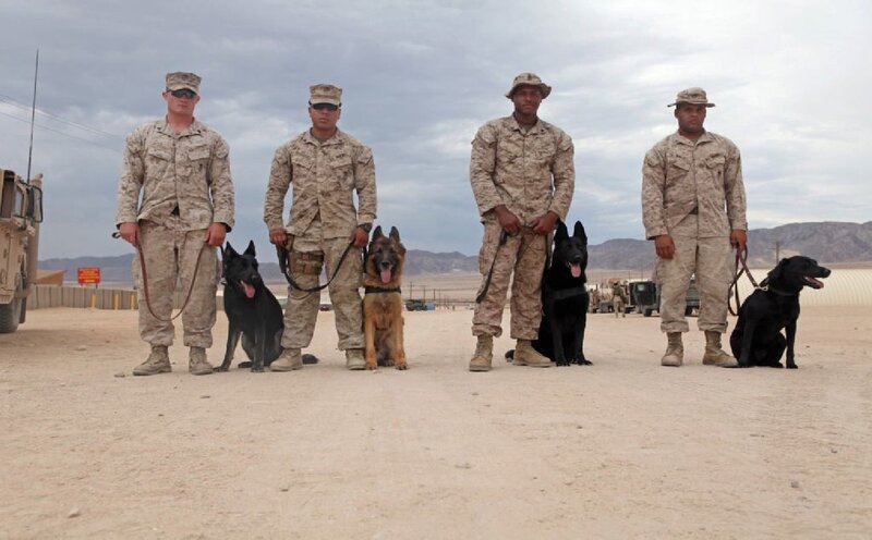 Soldiers with Military Dogs