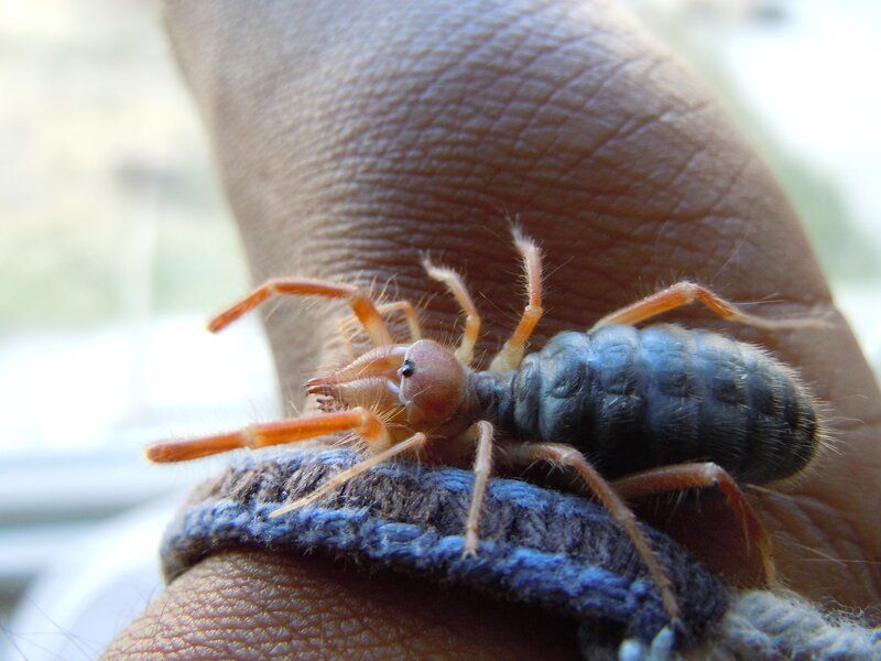 solifugae on human hand