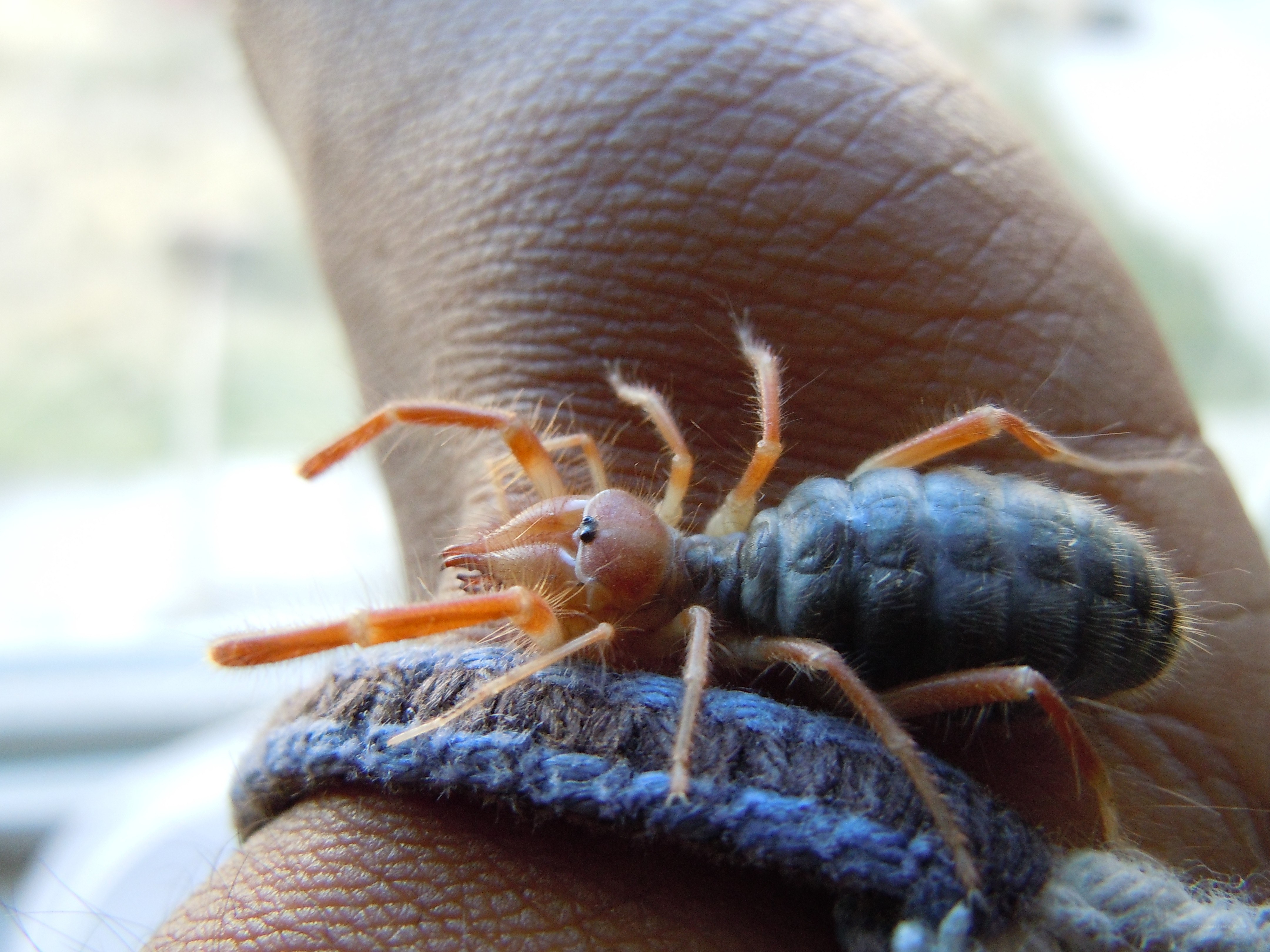 solifugae on human hand