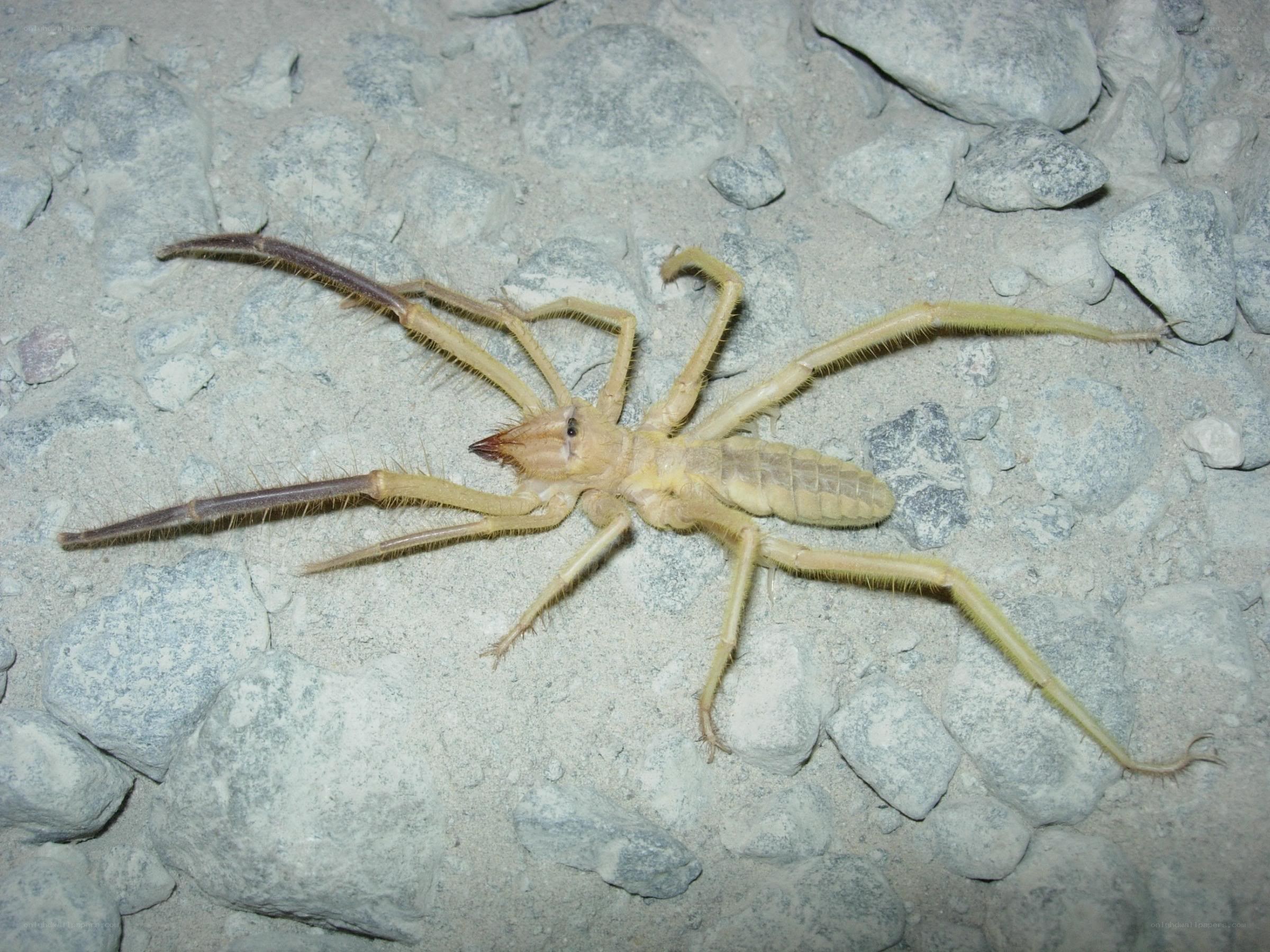 solifugae on rocky ground