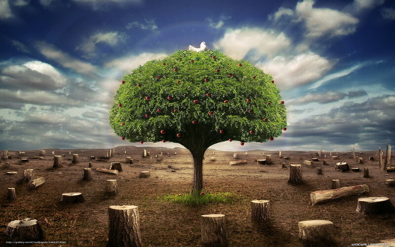 Solitary Apple Tree — Green