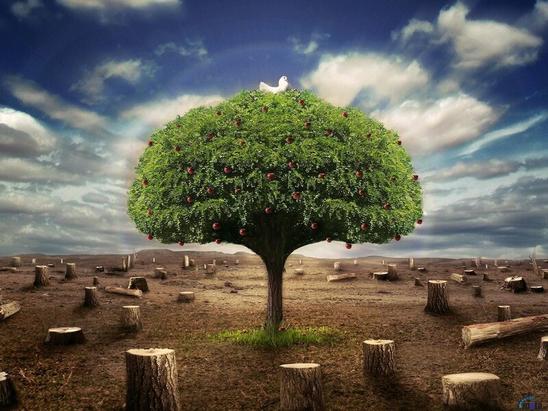 Solitary Apple Tree