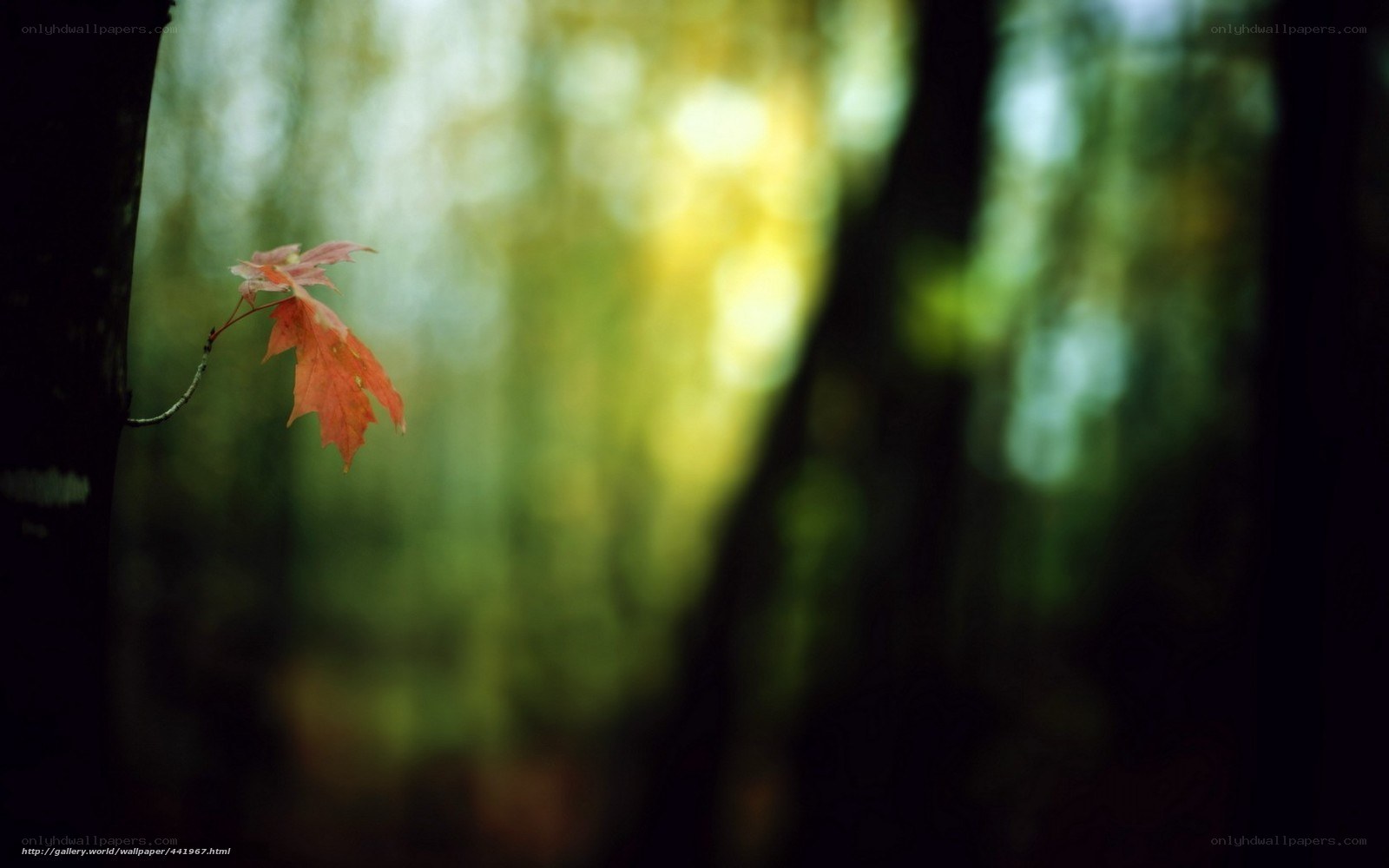 solitary autumn leaf in forest