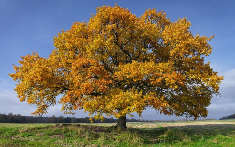 Solitary autumn tree in field