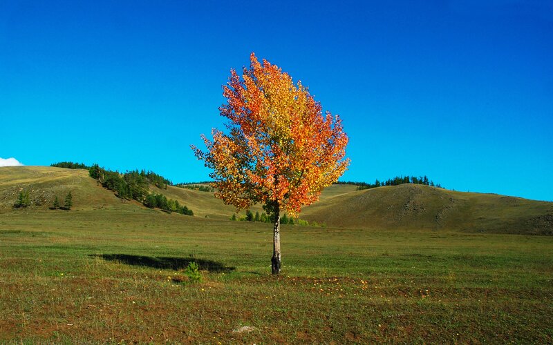 solitary autumn tree on a hill
