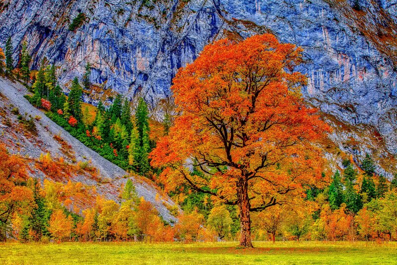Solitary Autumn Tree — Orange