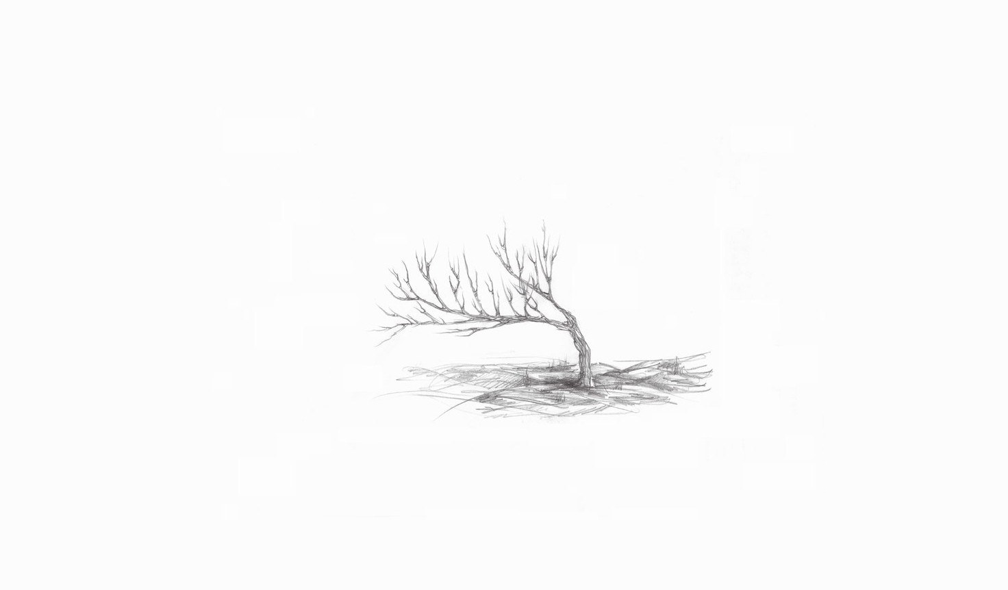 solitary bare tree