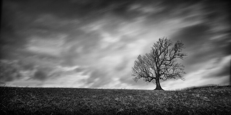 Solitary Bare Tree — Black