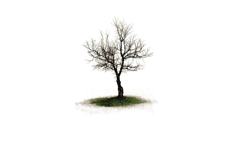 solitary bare tree