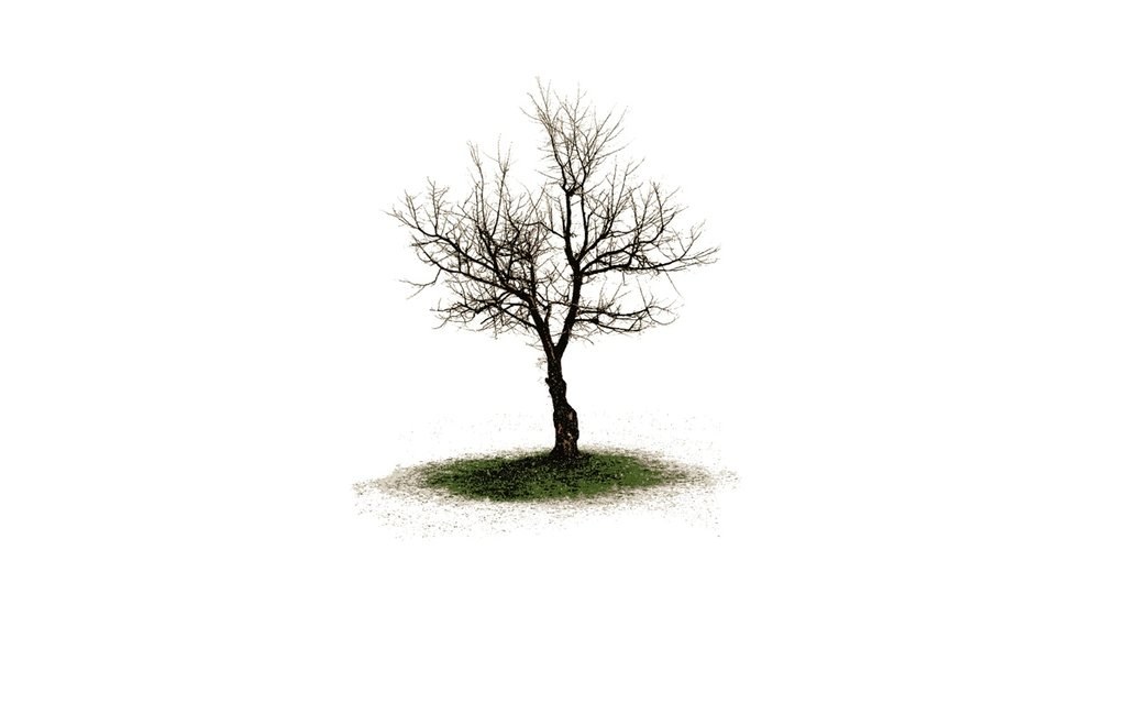 solitary bare tree