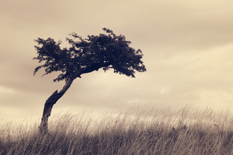 Solitary Bent Tree — Brown
