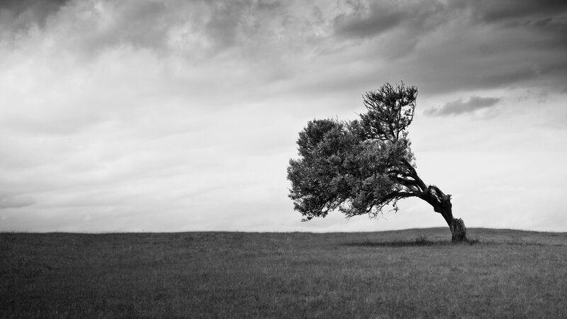 Solitary Bent Tree