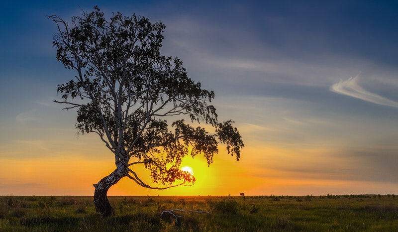 Solitary Birch Tree