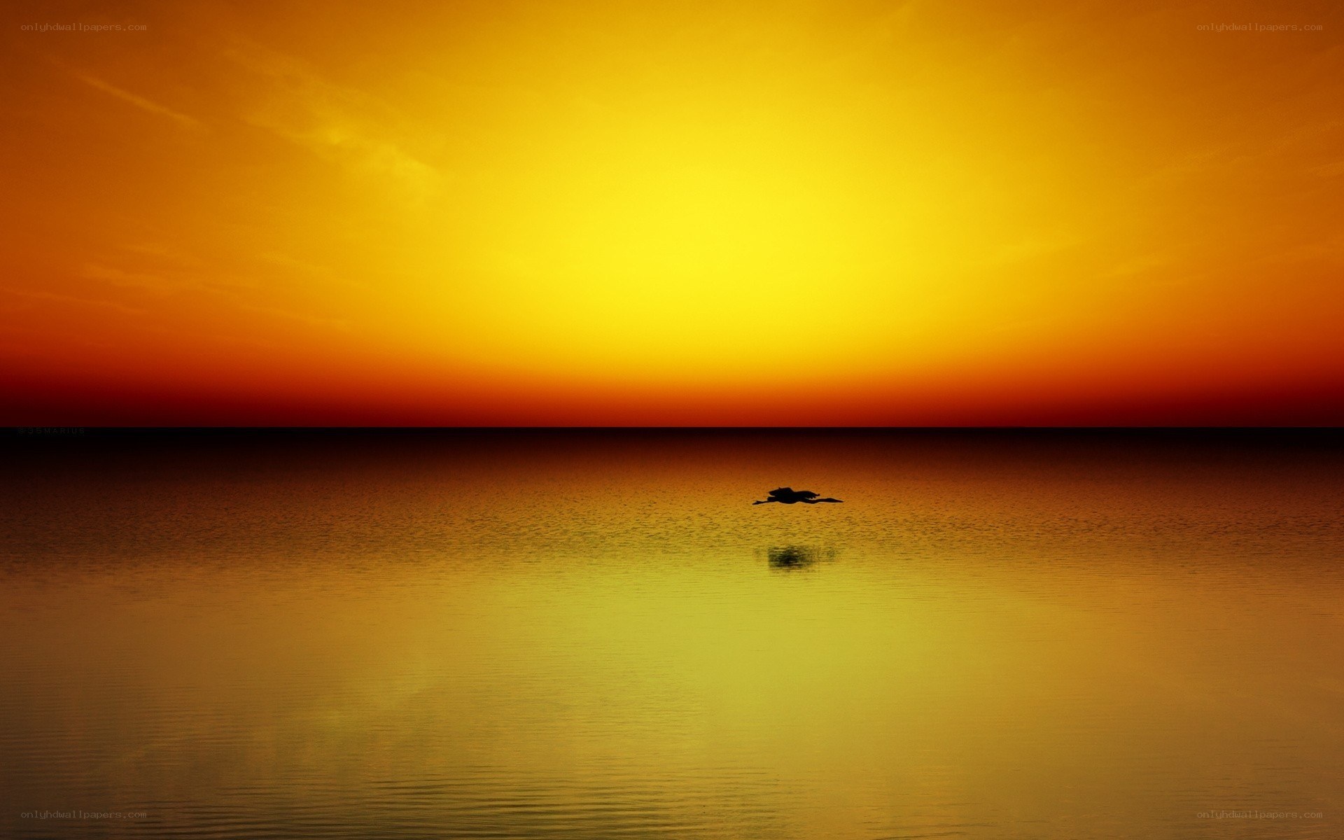 solitary bird at sunset