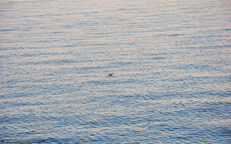 solitary bird on calm sea