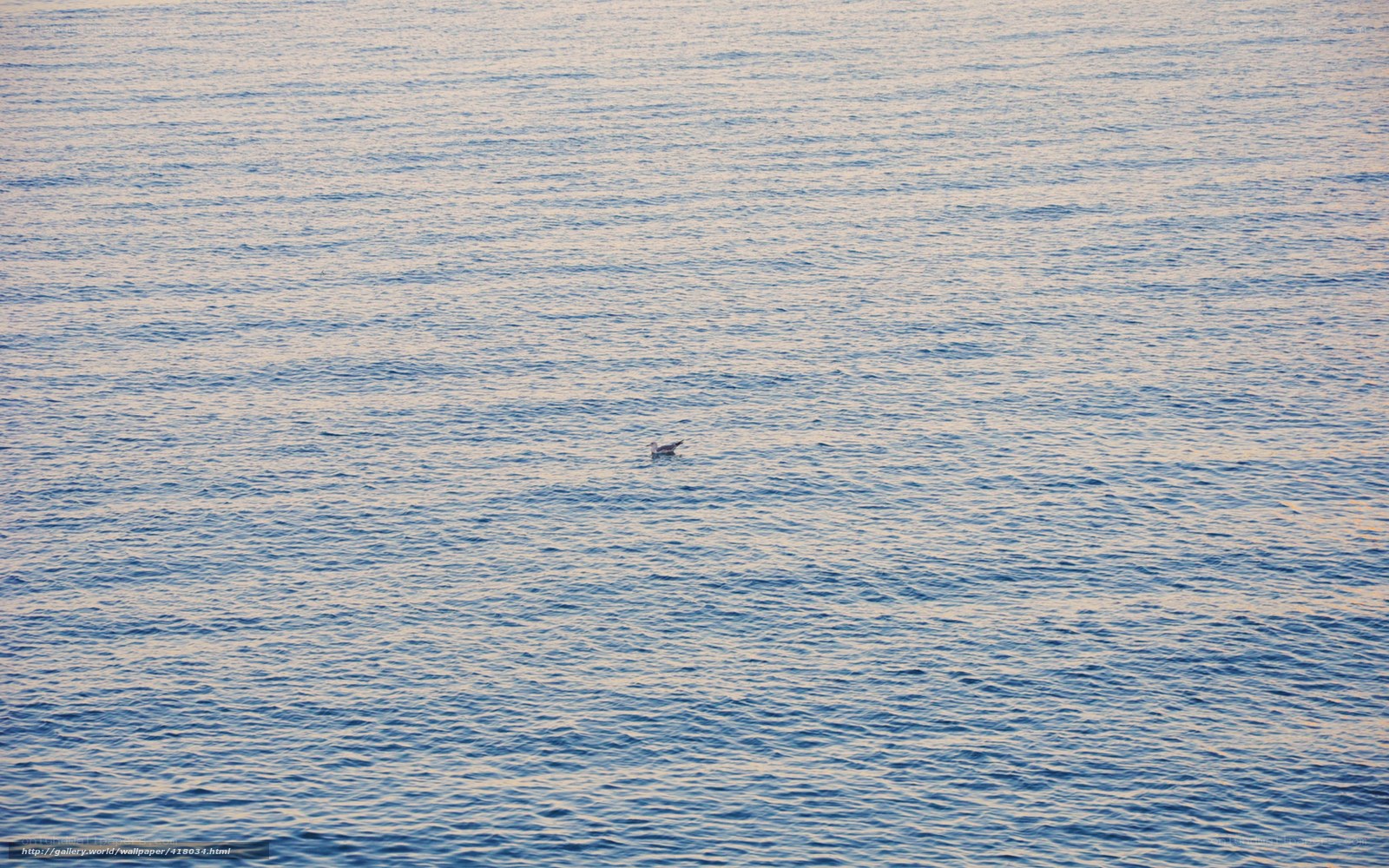 solitary bird on calm sea