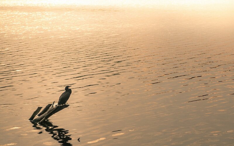 solitary bird on driftwood