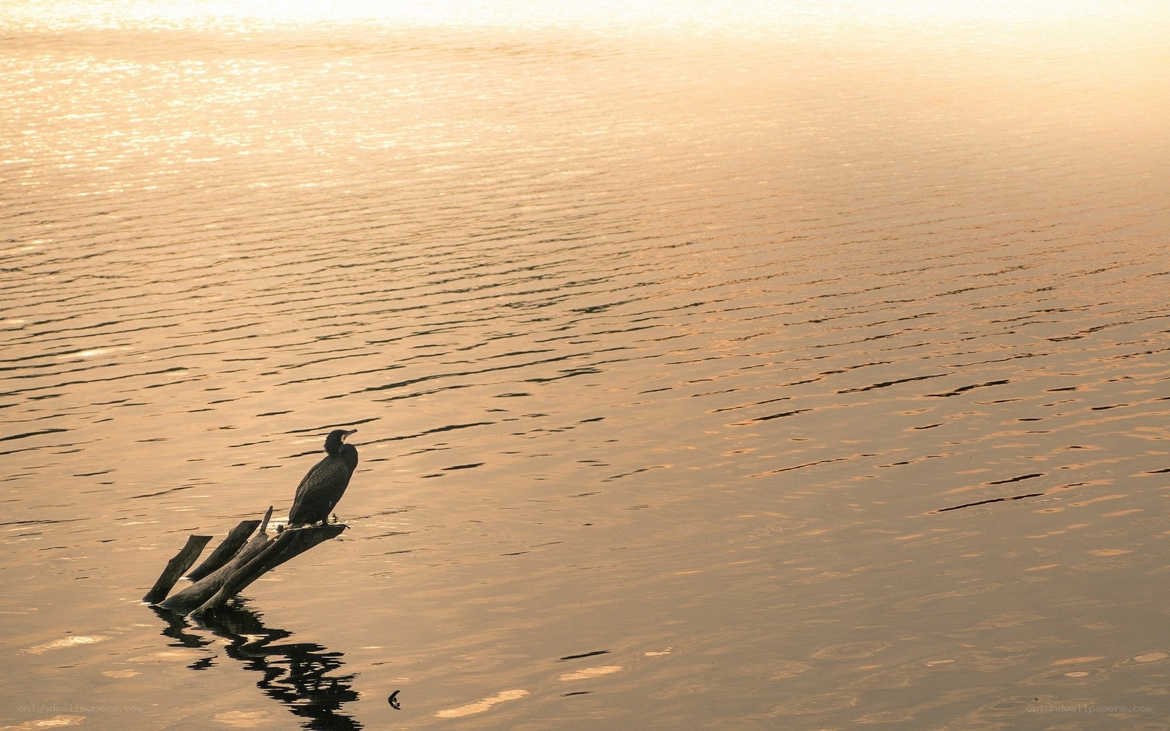 solitary bird on driftwood