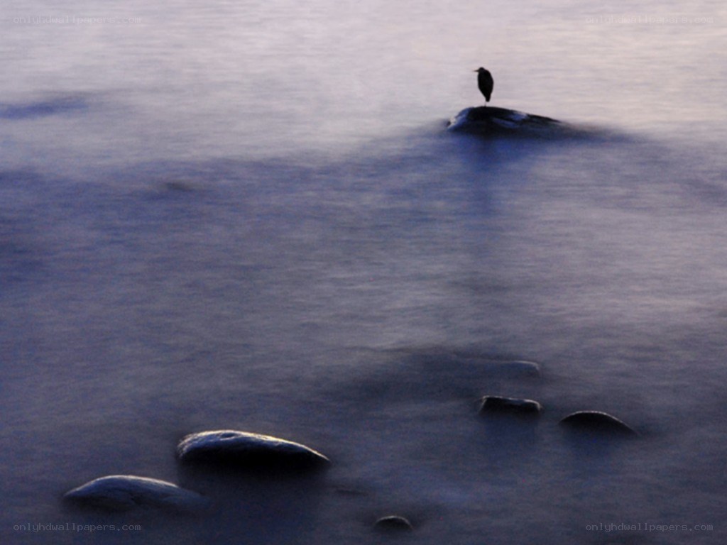 solitary bird on rock