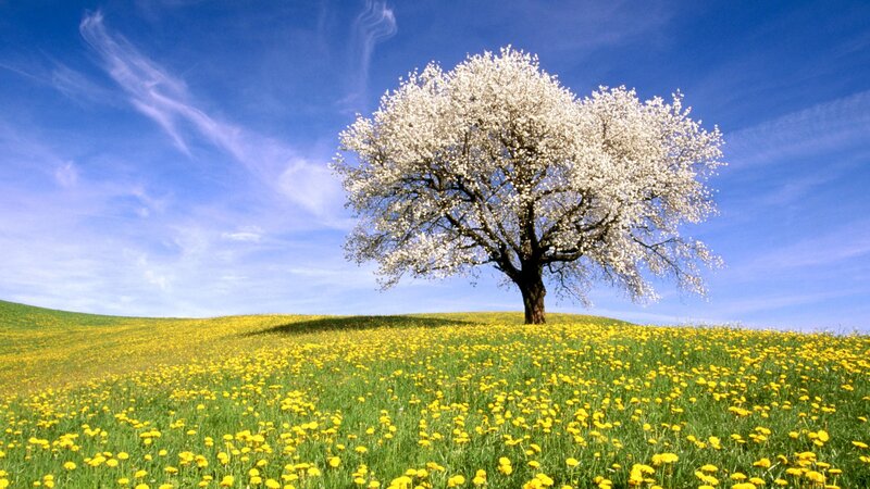 Solitary Blooming Tree — Blue, Serene