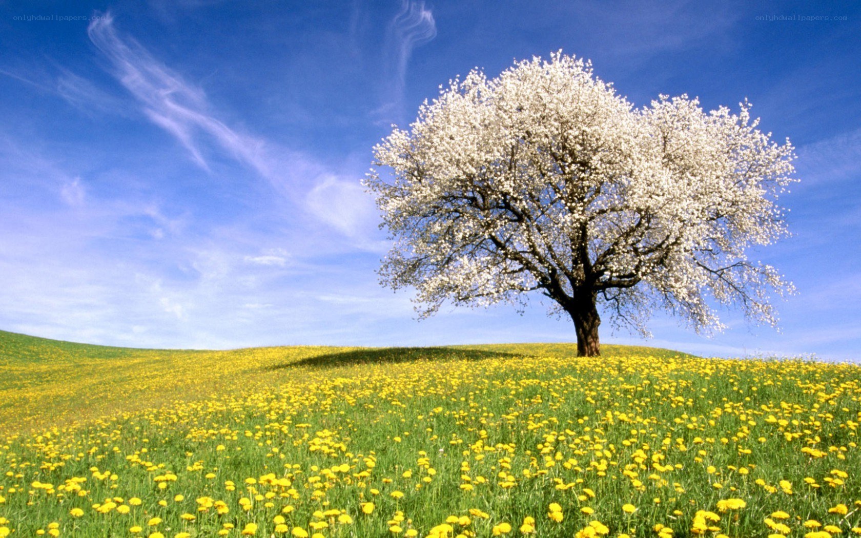 solitary blooming tree in field