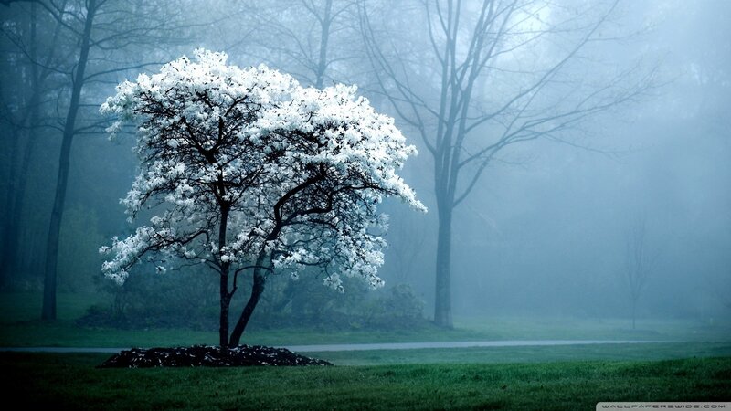 solitary blooming tree in fog