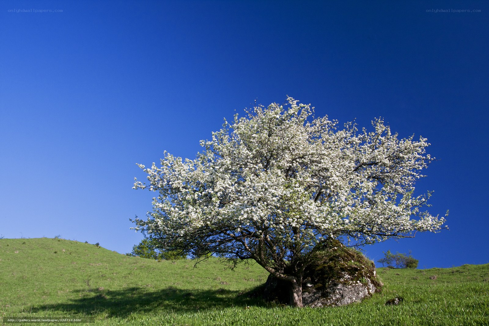 Solitary blooming tree on a hill