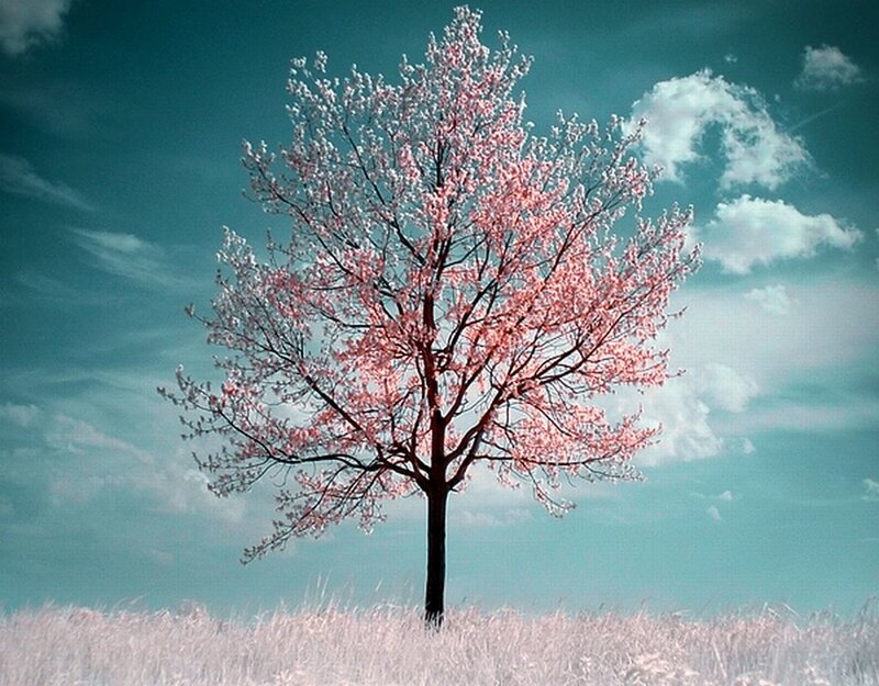 Solitary Blooming Tree — Pink