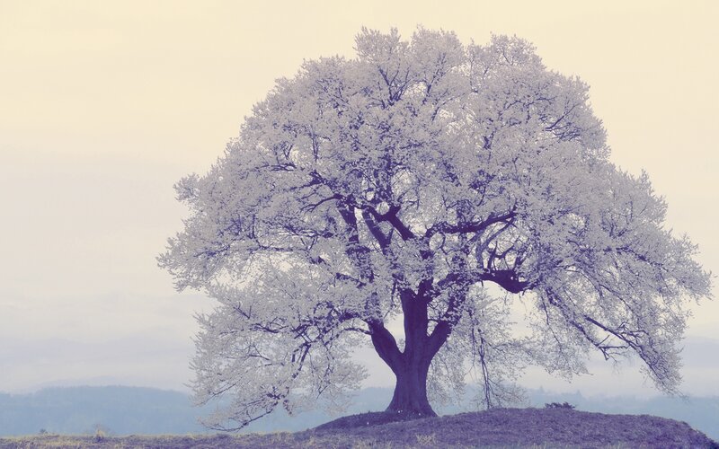 Solitary Blooming Tree — White