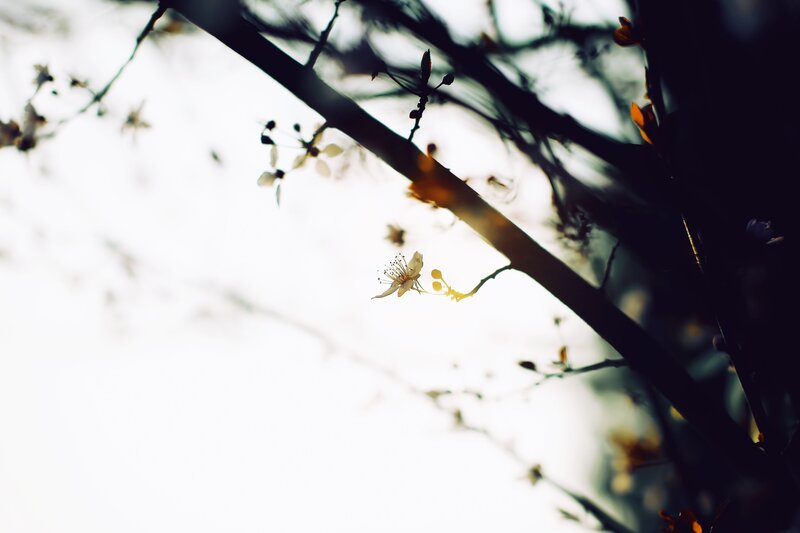 solitary blossom in sunlight