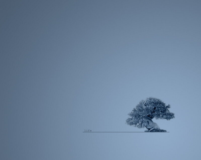 solitary bonsai tree