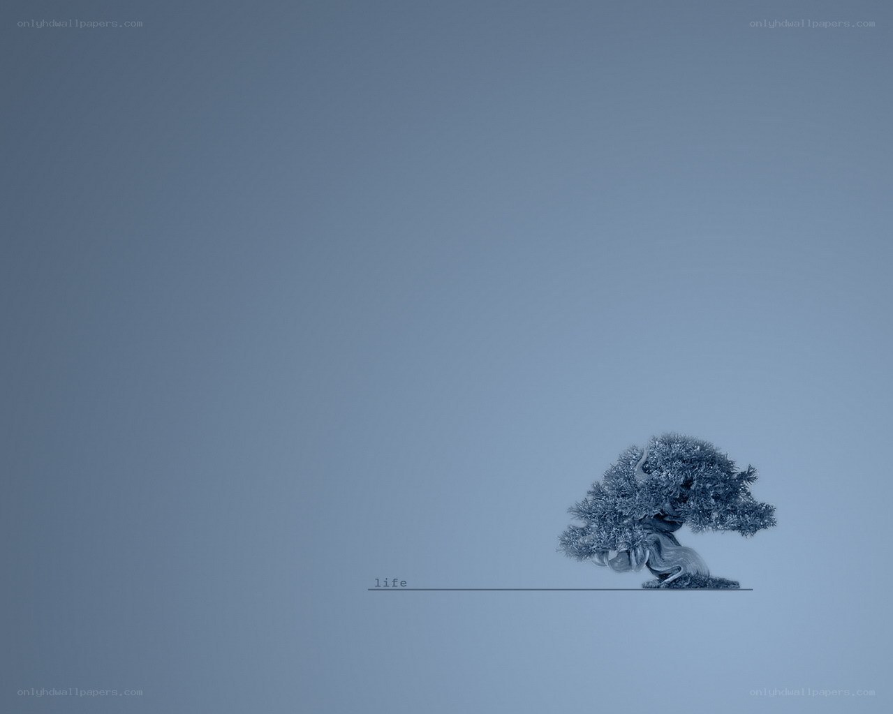 solitary bonsai tree