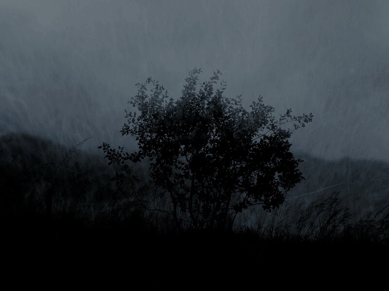 solitary bush in fog