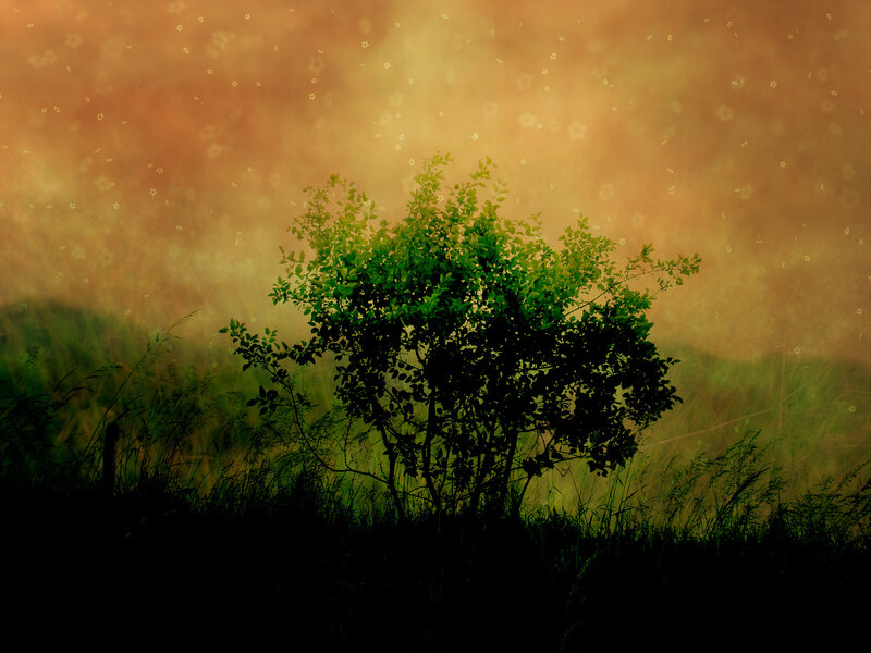 Solitary bush in golden light