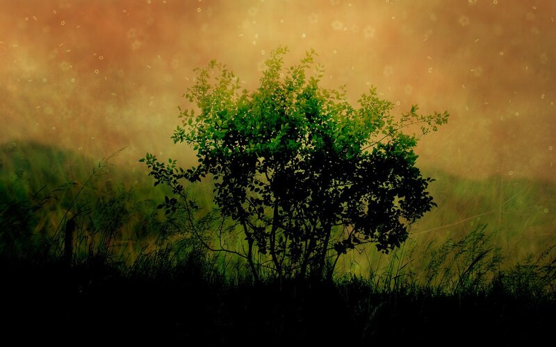 solitary bush in golden light