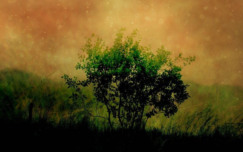 Solitary bush in golden light