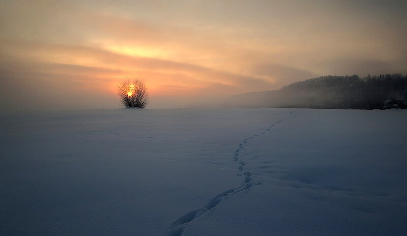 Solitary Bush in Snow