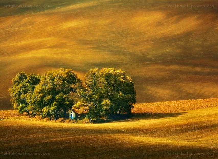 Solitary chapel in golden fields
