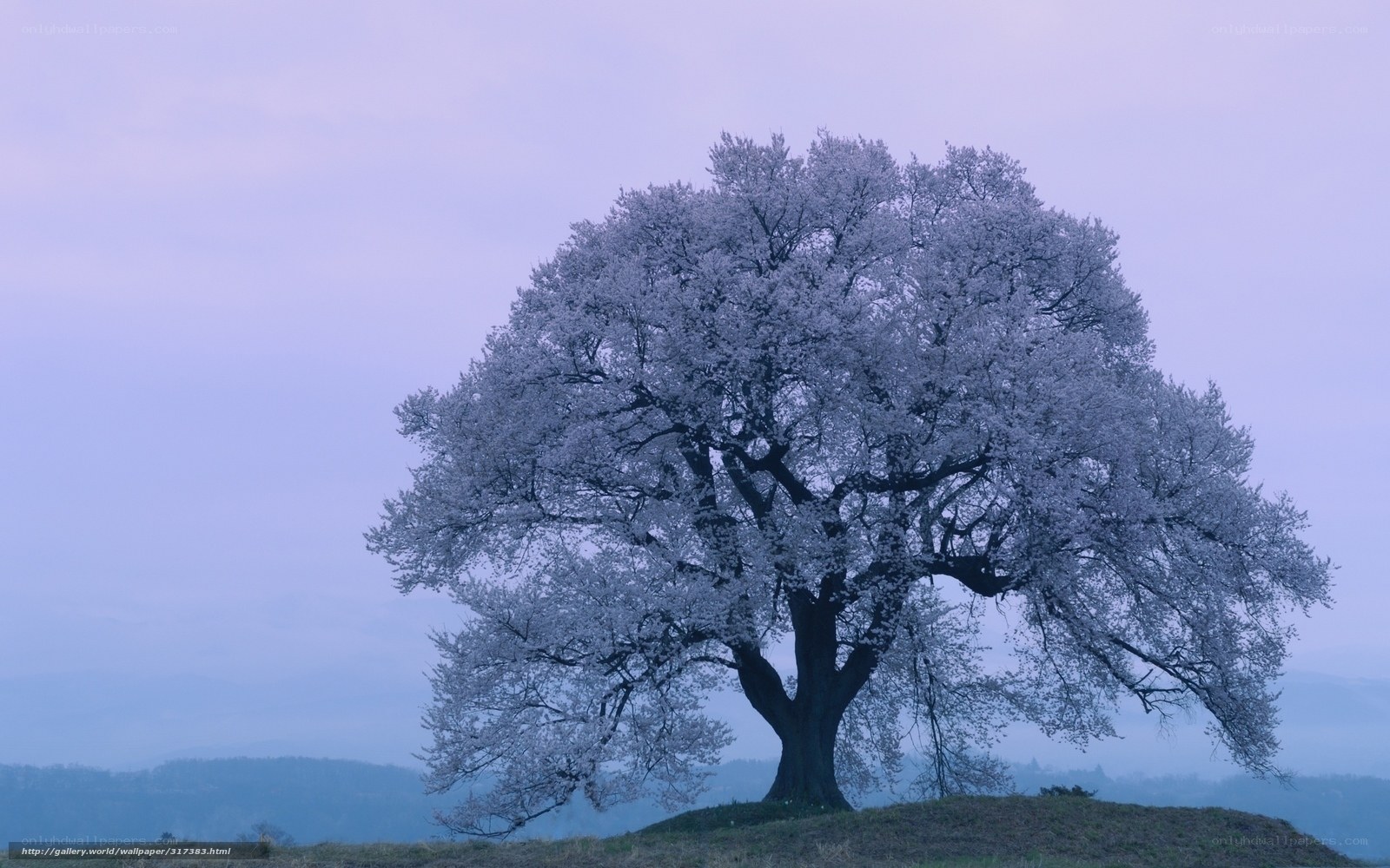 solitary cherry blossom tree